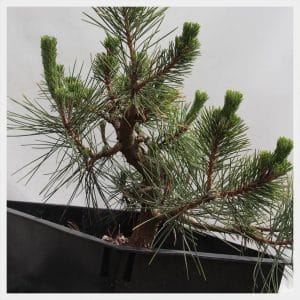 Japanese Black Pine
