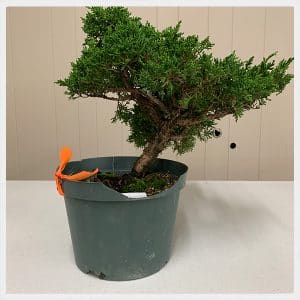 Fundamentals Tree (Itoyagawa Juniper)