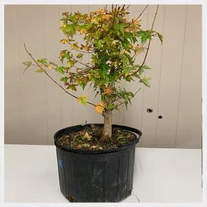 Fundamental Trees (Working spots)