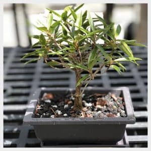 4. Intro to Bonsai Workshop: July 19- Morning (Tropicals Only)