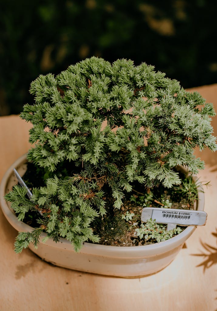 A lush green bonsai tree captured in a ceramic pot, showcasing intricate natural beauty.